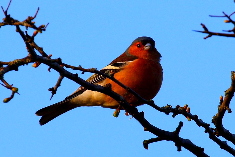 red-chaffinch.jpg