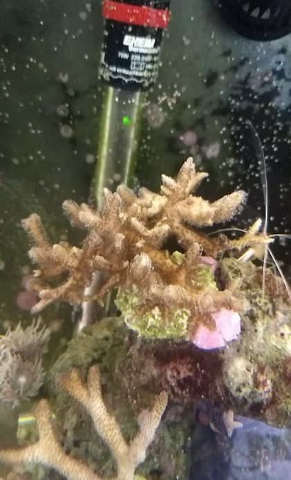 Screenshot_2020-05-17 98437438_264144558043716_6098075462569820160_n jpg (immagine JPEG, 540 × 888 p