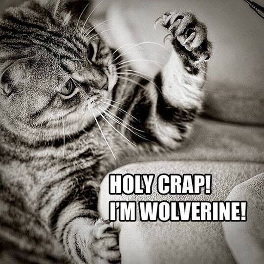 Wolverine-Cat.jpg