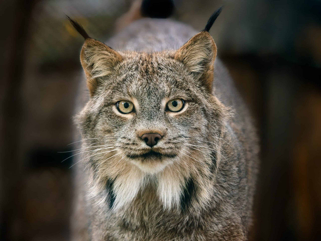 Copy-of-Lynx-3-scaled