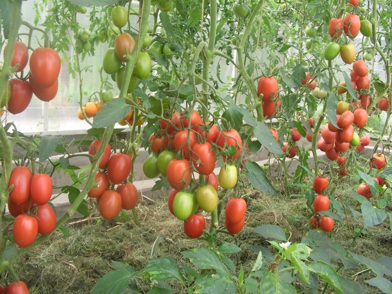 Фитофтора на помидорах как распознать и правильно обработать