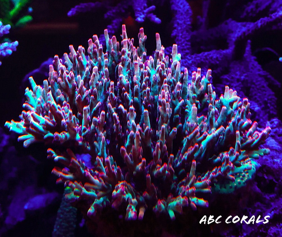 A9271EA1-BC90-40F0-9E7D-1328A9960EAB