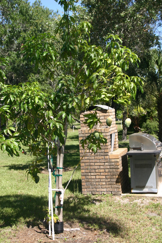unknown mango tree 002