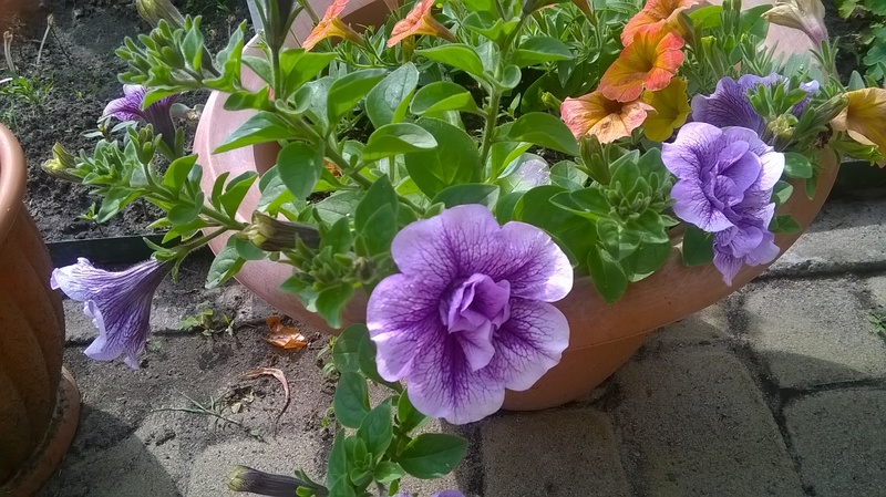 WP_20160527_007