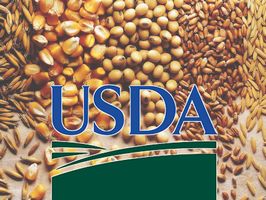 USDA повысило прогноз урожая кукурузы в Украине и снизило прогноз по пшенице