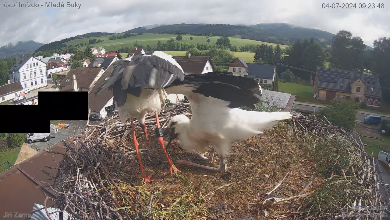 Živá kamera - Mladé Buky - čapí hnízdo 12-50-29 screenshot