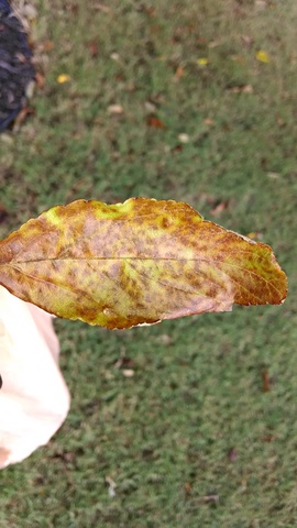 IMG_20140522_065052489