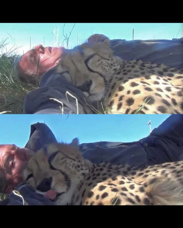 cheetah