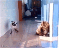 Amazing-Cat-GIF-Funny-Siamese-cat-Sneak-attack-on-quiet-cat-A-purrfect-slide-move.gif