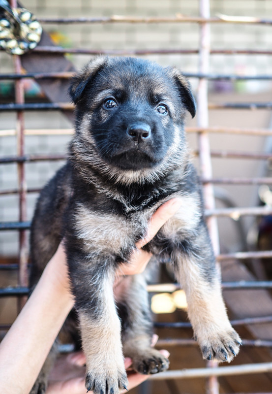 P6070233-кобель1