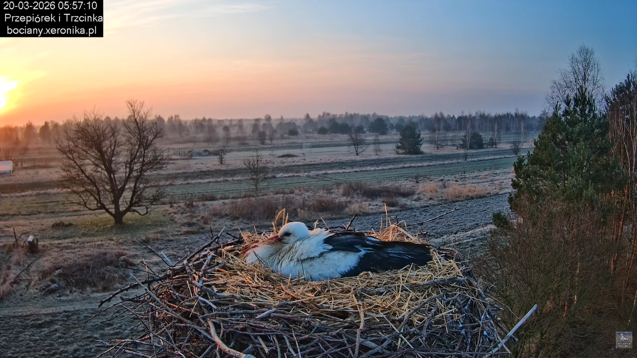 20032026bociany 11
