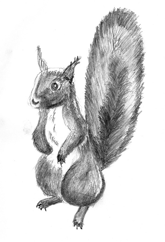 Squirrel