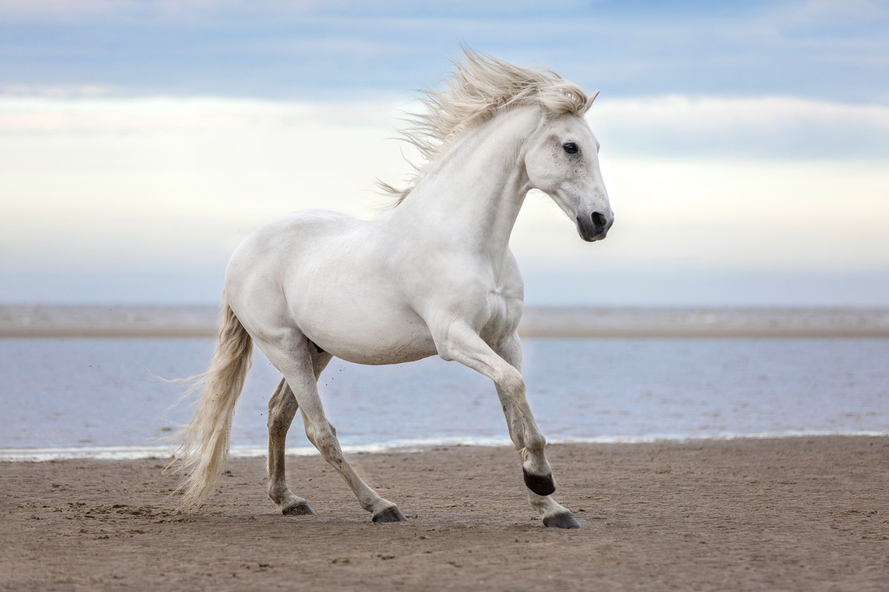 Utilisation des capteurs IMU et de l'intelligence artificielle pour détecter précocement les boiteries légères chez le cheval
