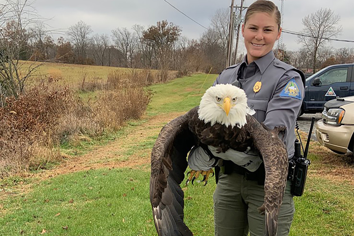 Bald Eagle Ever Attacked a Human