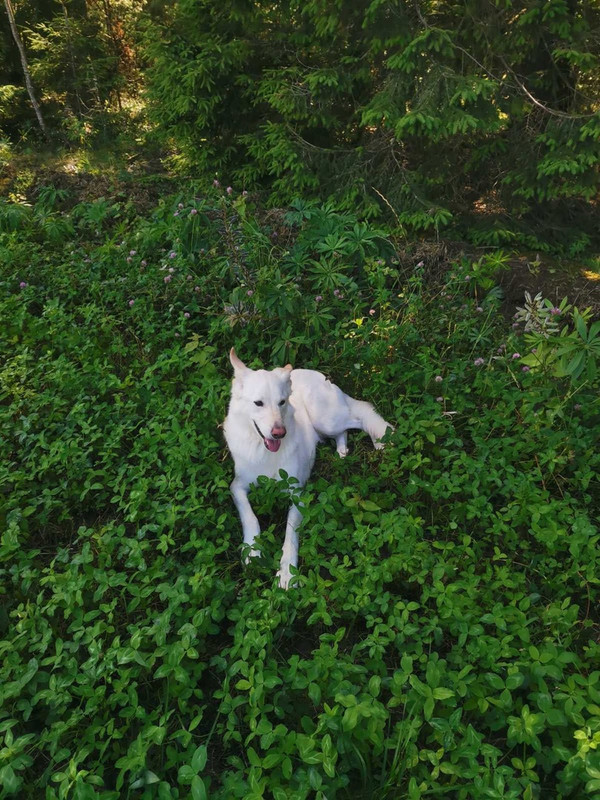 Forest in the forest