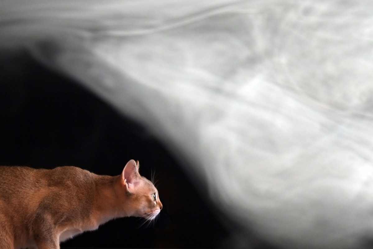 коше2_DSCF3224_e