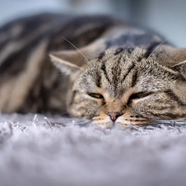 Un gato descansa tranquilamente en una alfombra.
