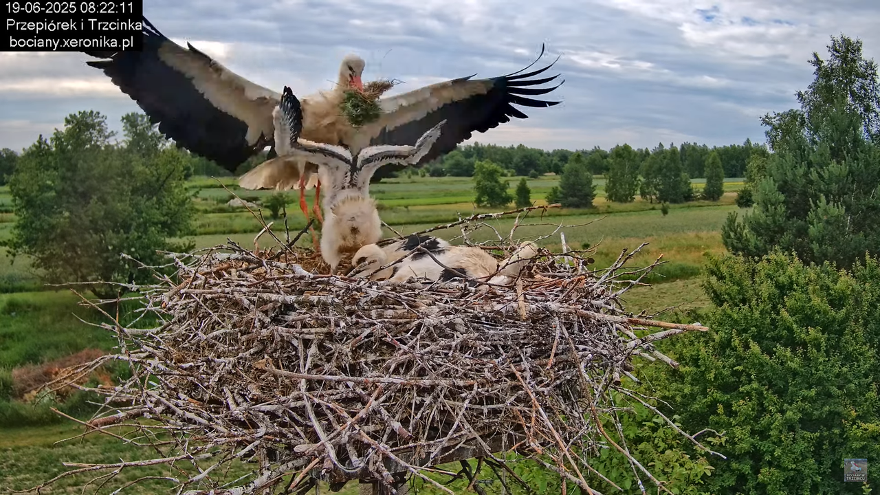 19062025bociany21