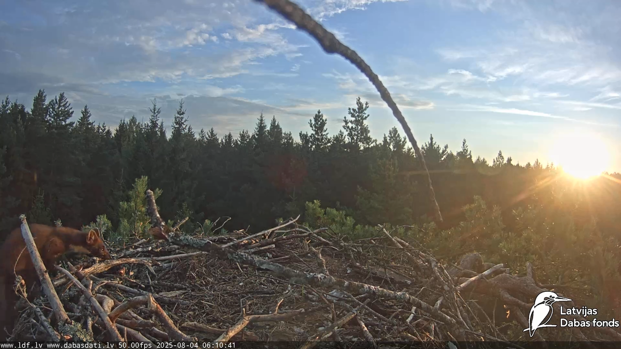 Zivju ērgļi (Pandion haliaetus) Kurzemē 13-9-37 screenshot