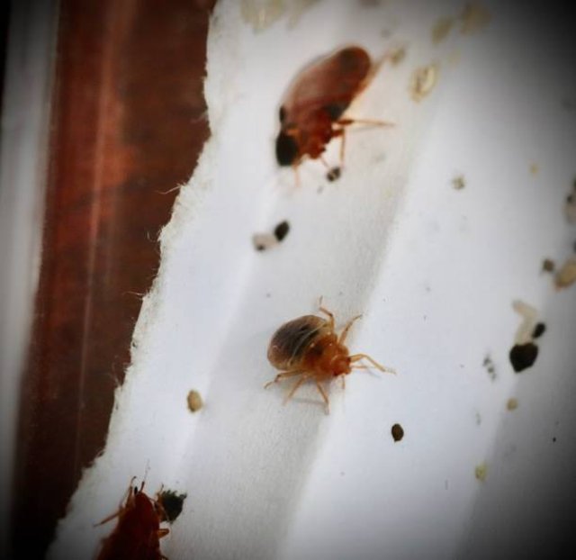 interventions punaise de lit Paris