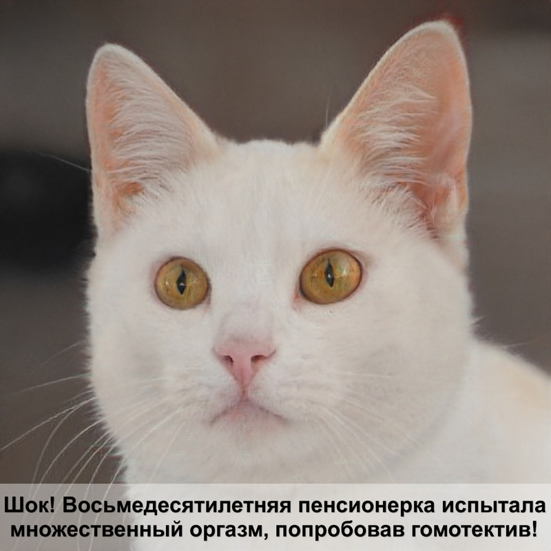 сколько живут сиамские коты