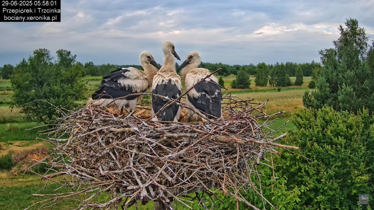 29062025bociany18