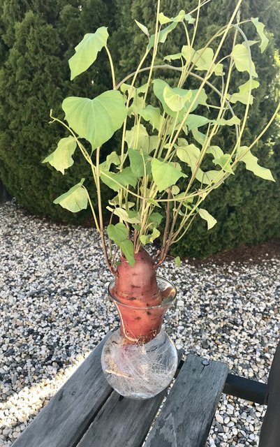 [Image: A987-A757-C6-F4-48-B6-AB91-82-A5-A9193814.jpg]