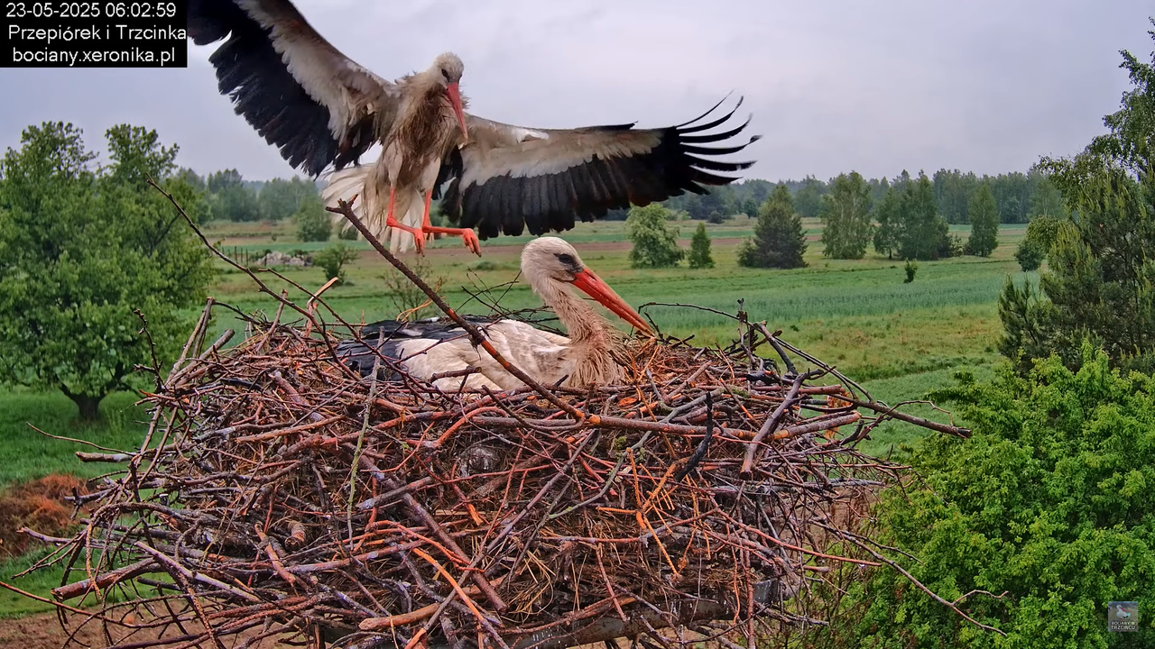 23052025bociany7