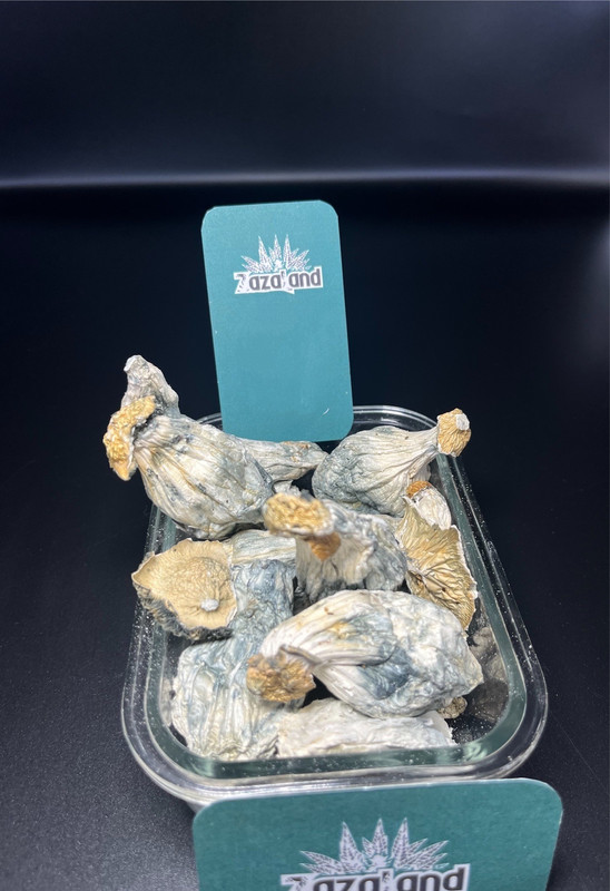 Thrashers Mushrooms