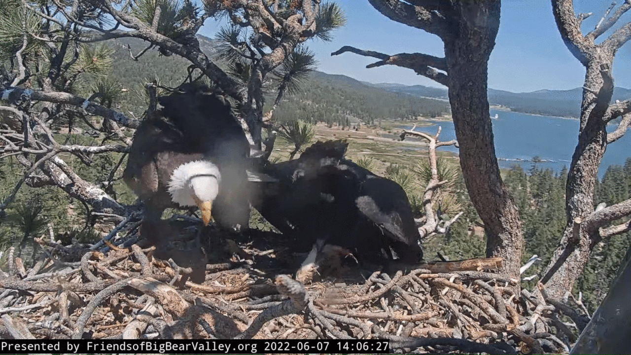 Webp.net-gifmaker (1)