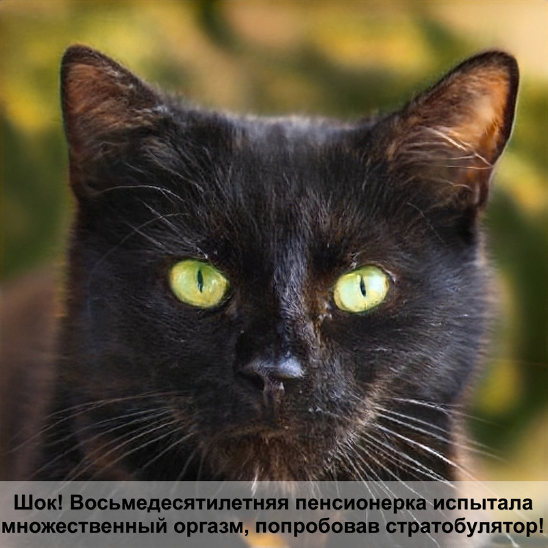 сколько рожает кошка