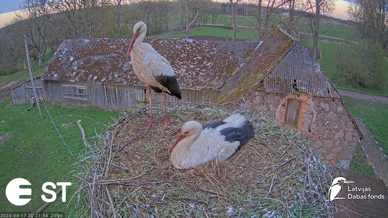 Baltie stārķi (Ciconia ciconia) Tukuma novadā - LDF tiešraide __ White storks in Tukums, Latvia 13-1
