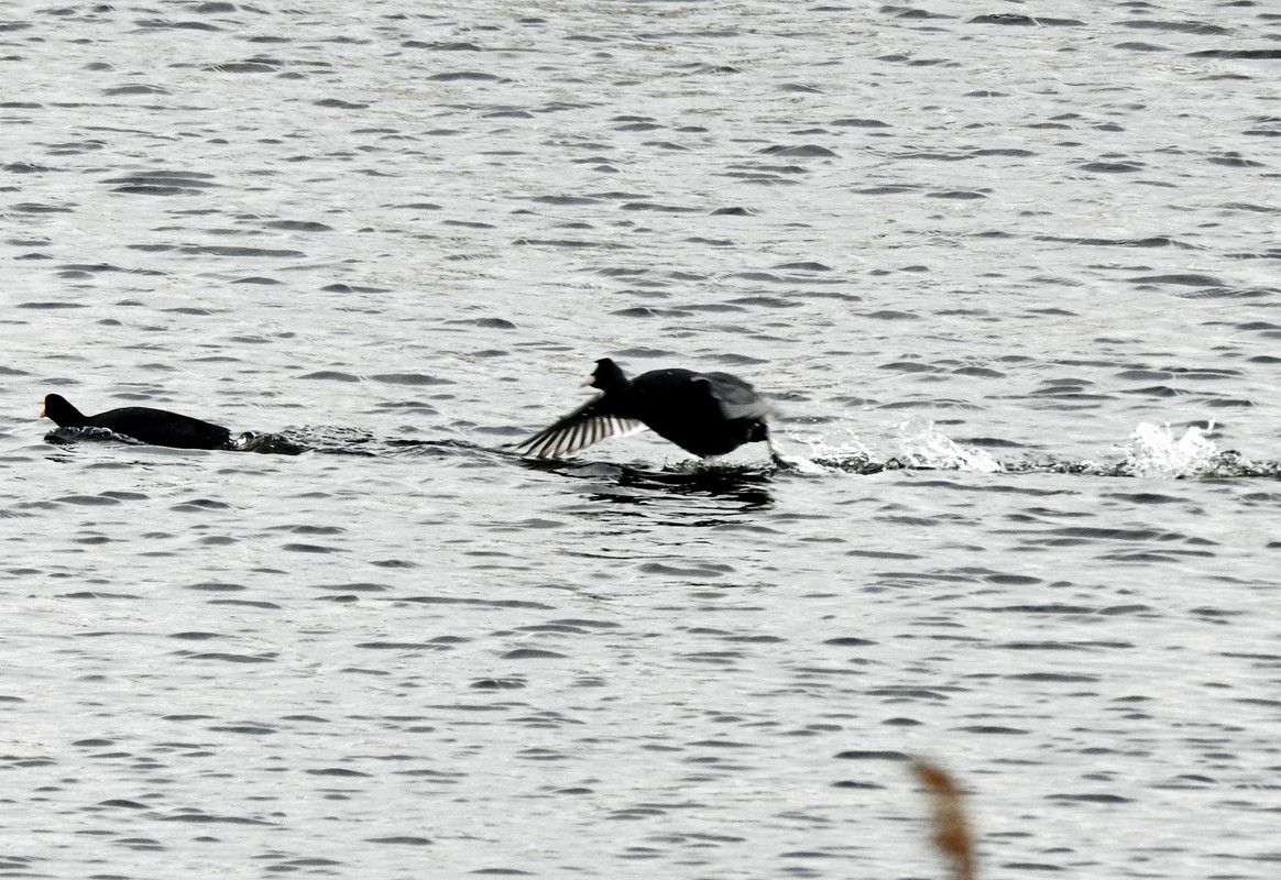 DSCN2285  27.02.20 łyski