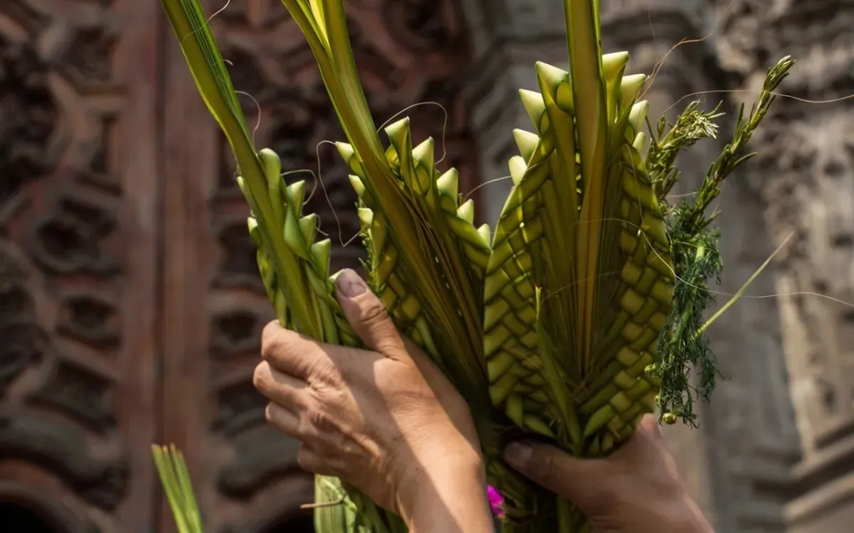 ¿Cuál es la planta se usa para el Domingo de Ramos 2023?