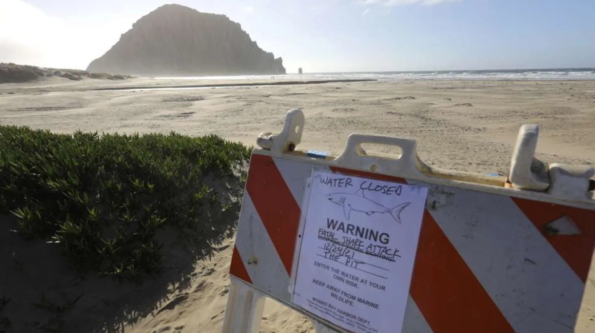 California: Surfista ucciso da Squalo sulla spiaggia di Morro Bay 