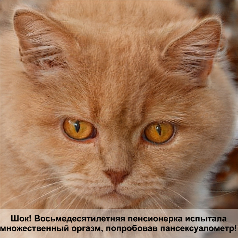 кошки с большими глазами