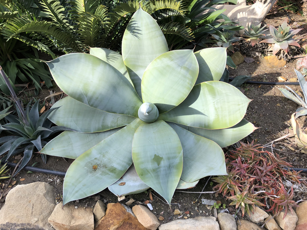 bogenhanf kaufen berlin Bogenhanf kaufen | Sansevieria zeylanica