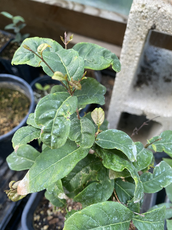 826ED611-4D2B-4011-A442-8CFC432B32BA