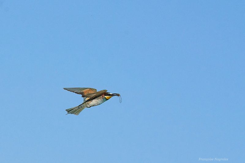 guêpiers03-30juin2020