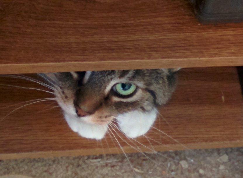 I'm not hiding!