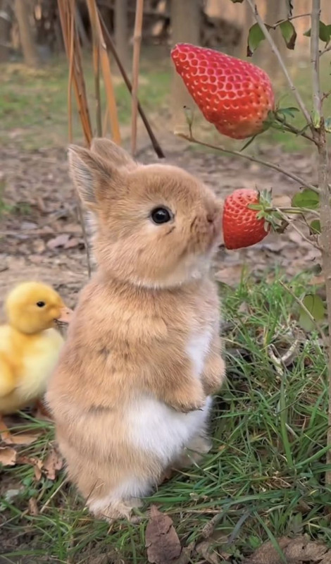 Pictures Of Bunnies