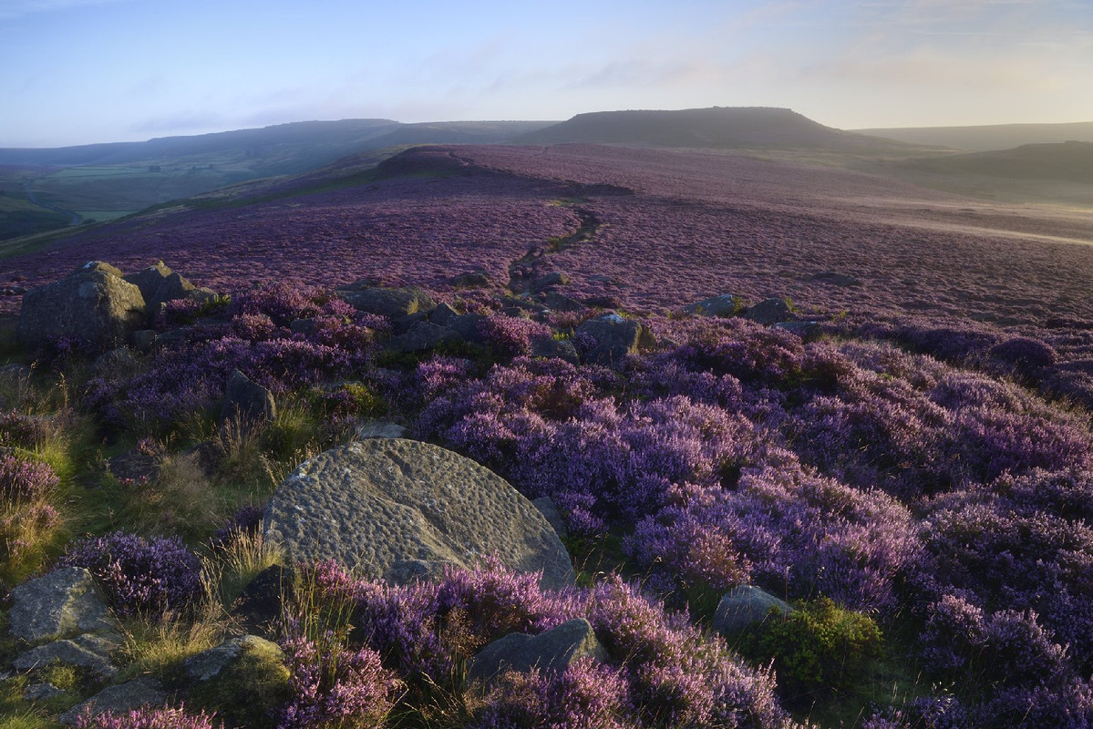 purple-heather.jpg