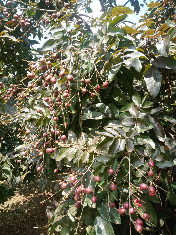 IMG20260613110801