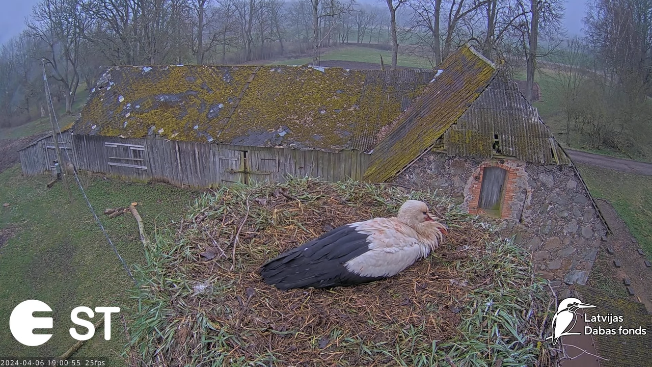 Baltie stārķi (Ciconia ciconia) Tukuma novadā - LDF tiešraide __ White storks in Tukums, Latvia 9-38