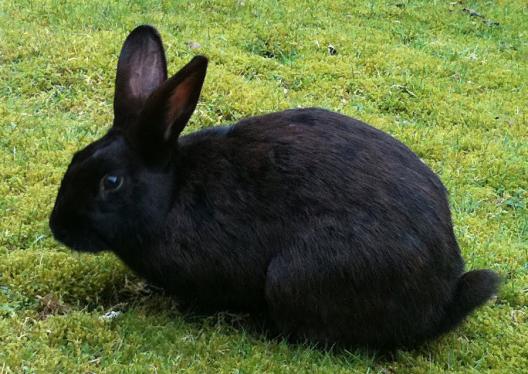 lapin-1.jpg