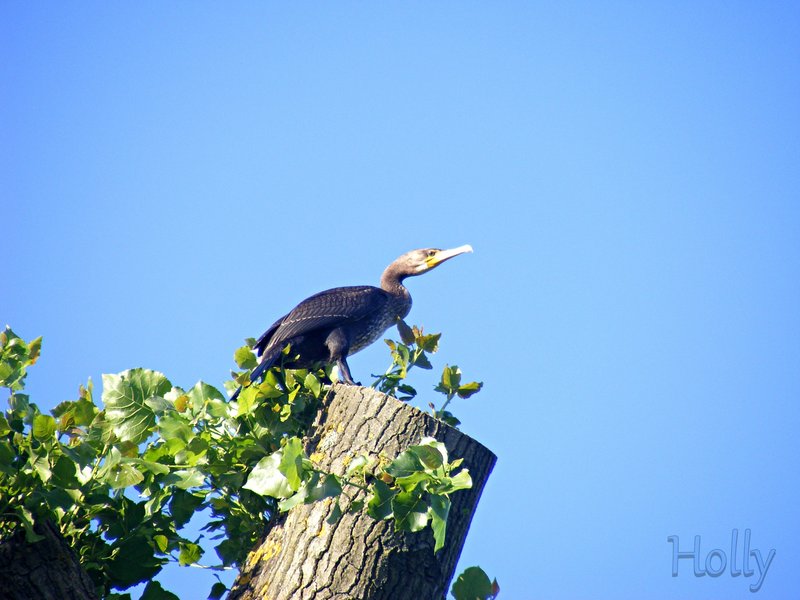 Cormorant-Holly.jpg
