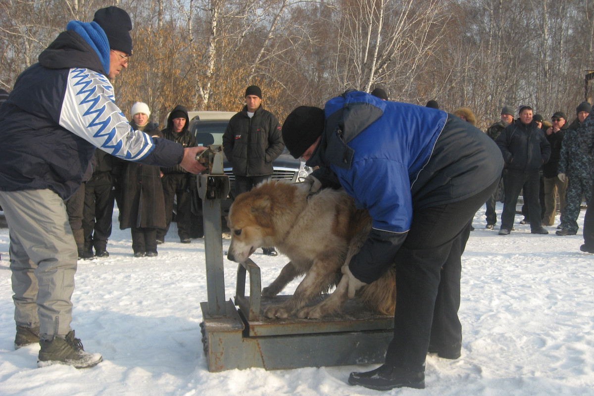 2009.11.21 Вес АЛТЫН 55кг 1г2м (1)
