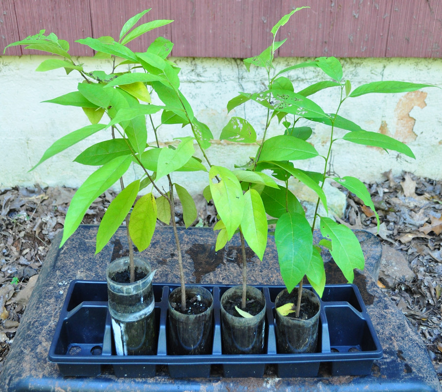 Group Sugar Apple (Red)