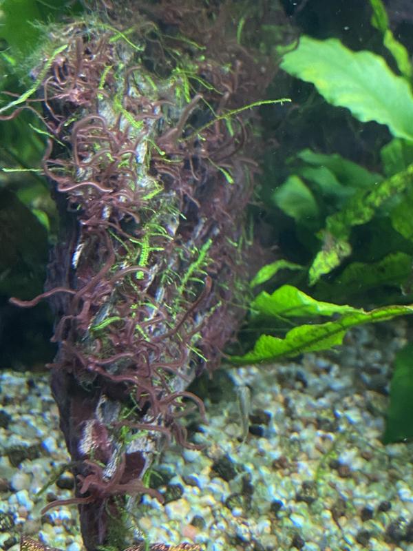 EFFCE874-8480-486E-BA72-467709647AC1