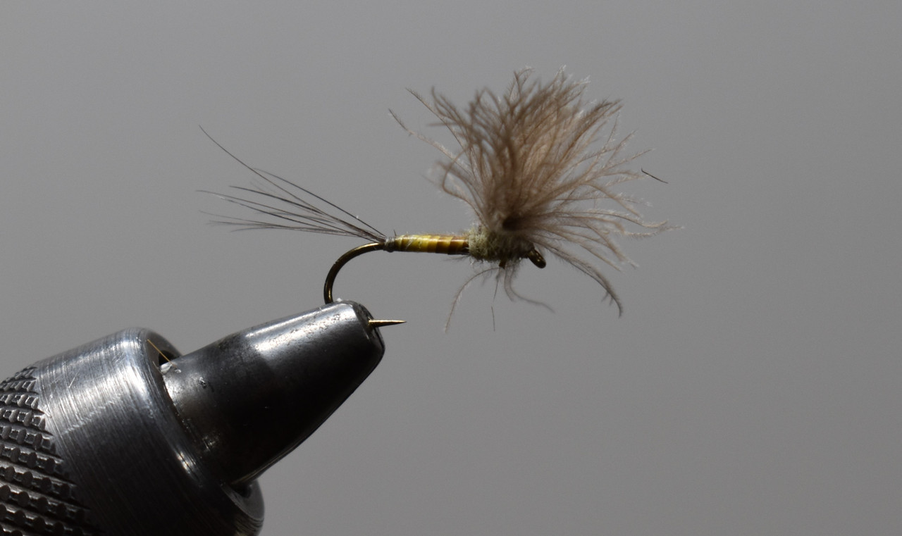 CDC Biot Quill Gordon